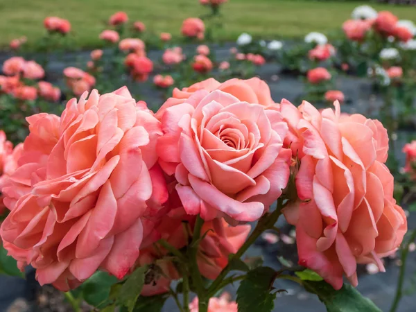 Роза Роза Чік Цвіте Влітку Саду — стокове фото