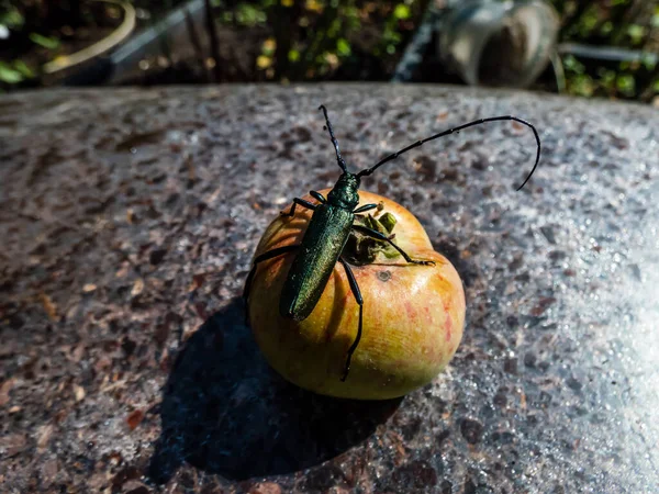 Dorosły Żuk Piżmowy Aromia Moschata Bardzo Długimi Antenami Miedzianym Zielonkawym — Zdjęcie stockowe