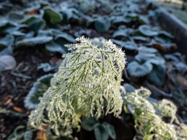 Makroaufnahme Großer Eiskristalle Mit Weißem Morgenfrost Auf Der Wachsenden Dillpflanze — Stockfoto