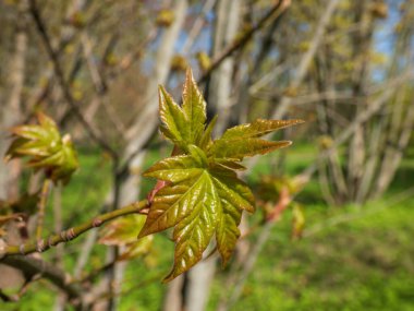 Lobel 'in akçaağaç yapraklarından ya da L' Obel 'in akçaağaç ağacından (Acer cappadocicum Gled. İlkbaharda bir şehir parkında parlak güneş ışığı altında açılmaya ve büyümeye başlar.