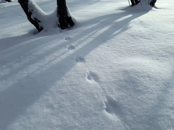 Terreno Cubierto Nieve Huellas Ratón Ratón Común Microtus Arvalis Nieve — Foto de Stock