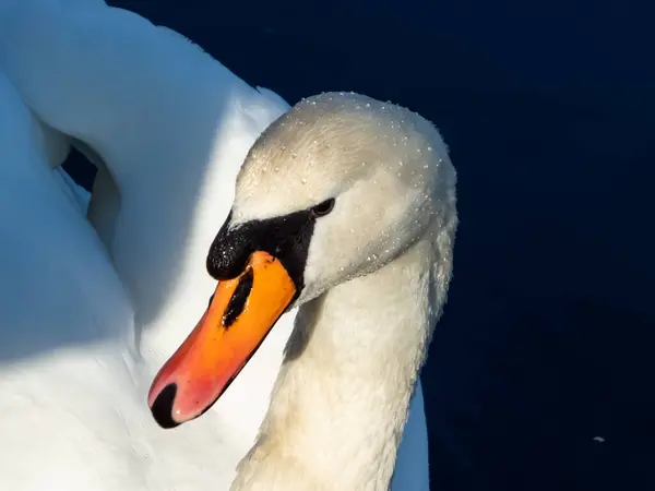 Vacker Närbild Porträtt Vuxen Stum Svan Cygnus Olor Med Fokus — Stockfoto