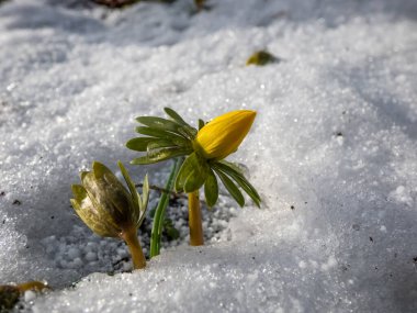 Beyaz karla çevrili makro çiçekler - Kış boğanotu (Eranthis hyemalis) ilkbaharda çiçek açmaya başlar. Kışın sonları ve ilkbaharın başlarında topraktan çıkan ilk çiçeklerden biri.