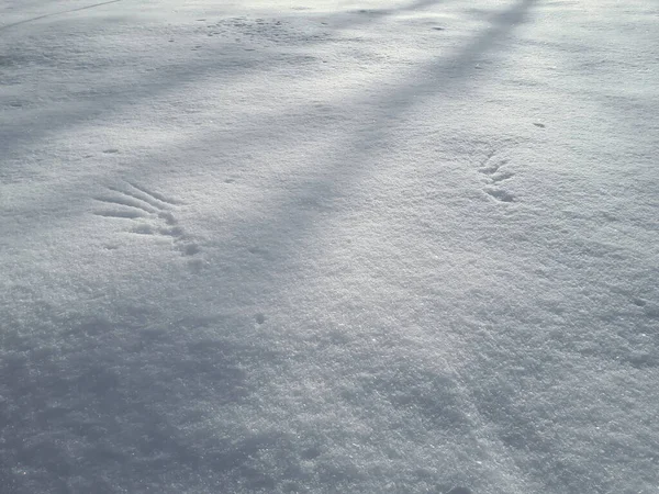 Ground covered with snow and marks of wings or wingprints of a bird - a crow or magpie in deep snow after snowfall in bright sunlight in winter