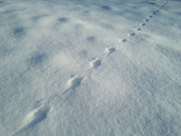 Ground covered with snow and footprints of a mouse or a common vole (microtus arvalis) in deep snow after snowfall in bright sunlight in winter