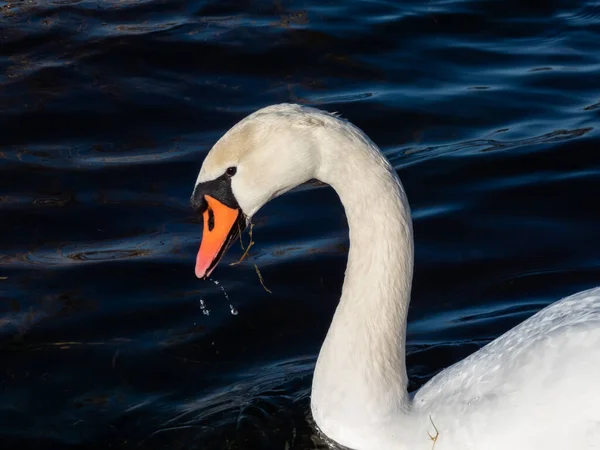 Vacker Närbild Porträtt Vuxen Stum Svan Cygnus Olor Med Fokus — Stockfoto