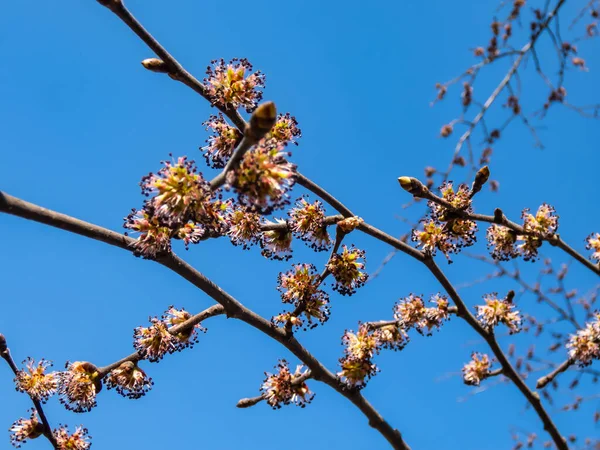 Närbild Skott Blommor Trädet Wych Alm Eller Skotsk Alm Ulmus — Stockfoto