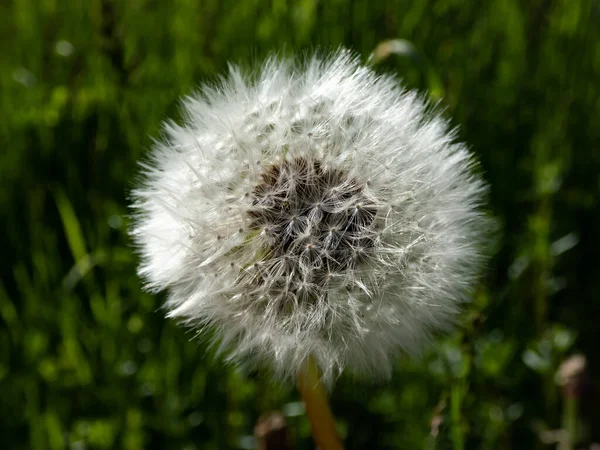 Macro Shot Van Enkele Paardebloem Leeuwentand Hoofd Met Zaden Pappus — Stockfoto