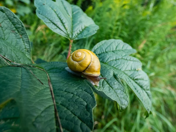 亮黄色蜗牛的宏观镜头 白唇蜗牛或花园带条纹蜗牛 Cepaea Hortensis 在明亮的阳光下爬在绿叶上 — 图库照片