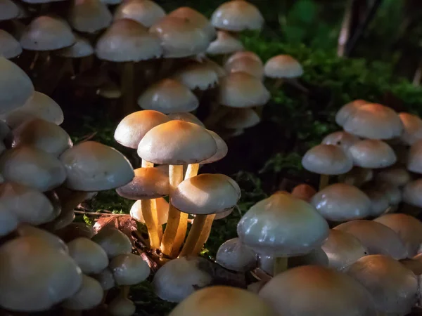 Wild Mushrooms Growing Large Colony Tree Stump Forest Ground Wet — Stock Photo, Image