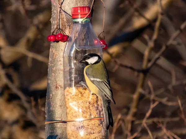 Велика Цицька Parus Major Годівниця Птахів Виготовлена Повторно Використаної Пластикової — стокове фото