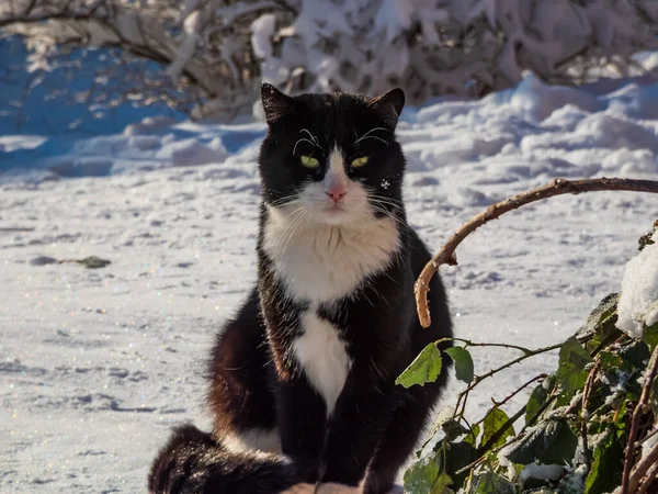 Retrato Hermoso Gato Negro Grande Con Bozal Blanco Pecho Ojos — Foto de Stock
