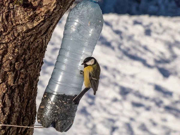 Great Tit Parus Major Visiting Bird Feeder Made Reused Plastic — Zdjęcie stockowe