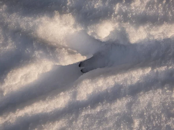 足跡で目に見える地面で走った後 非常に深い雪の中で1フットプリントのロー鹿 Capreolus Capreolus を閉じます 動物道 — ストック写真