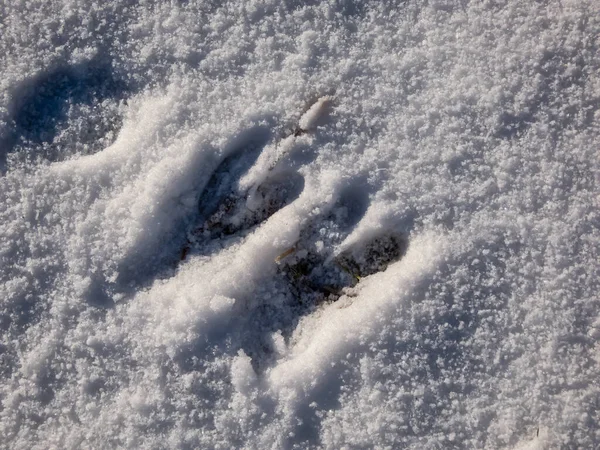 Primer Plano Huellas Perfectas Corzo Capreolus Capreolus Suelo Cubierto Nieve — Foto de Stock