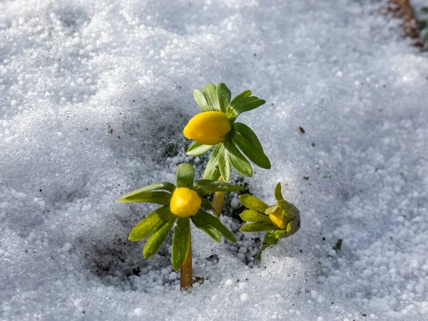 Flores Cercadas Neve Branca Acônito Inverno Eranthis Hyemalis Começando Florescer — Fotografia de Stock