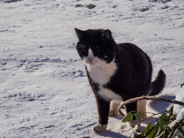 Güzel, büyük siyah kedinin portresi beyaz ağızlık ve göğüs, açık yeşil gözler karda arka planda yürüyen ve beyaz kış manzarası ile çevrili