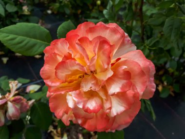 Turuncu şeftali yapraklı güzel bir gül. 