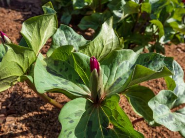 Toadshade veya kurbağa trillium (Trillium sessile) 'un yakın çekiminde üç brakt (yaprak) ve üç sepalli tek bir trimerous kırmızımsı-mor çiçek bulunur.