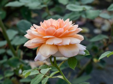 2001 'de David Austin' den English Shrub Rose 'Grace. Güzel, saf kayısı çiçekleri ortada daha koyu, kenarlara doğru soluk refleksli dış taç yaprakları ve sıcak çay kokusuyla.