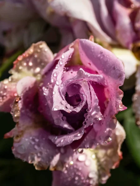 Gros Plan Une Remarquable Rose Lavande Ancienne Novalis Aux Fleurs — Photo