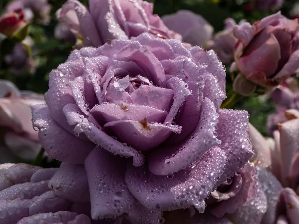 Close Van Uitstekende Ouderwetse Lavendelroos Novalis Met Meerlaagse Paarse Bloemen — Stockfoto