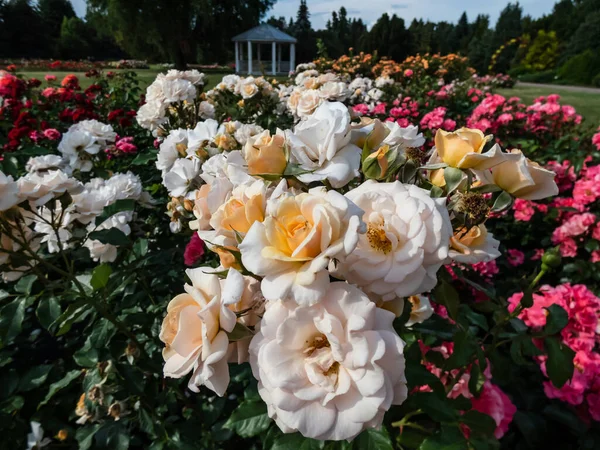Beautiful Rose Sweet Honey Kormecaso Large Clusters Soft Apricot Blooms — Stock Photo, Image