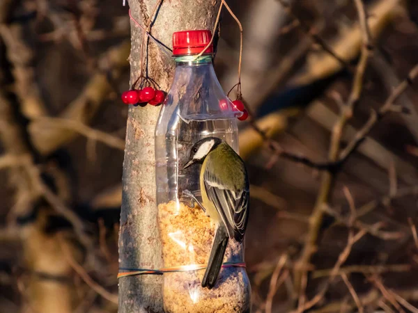 Great Tit Parus Major Visiting Bird Feeder Made Reused Plastic — Fotografia de Stock