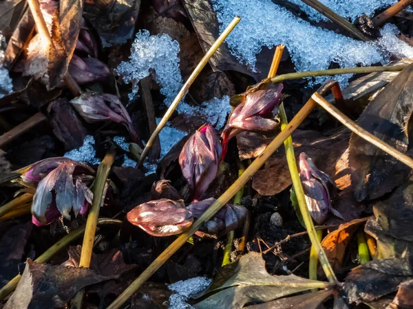 Flor Heléboro Roxo Helleborus Purpurascens Que Aparece Solo Início Primavera — Fotografia de Stock