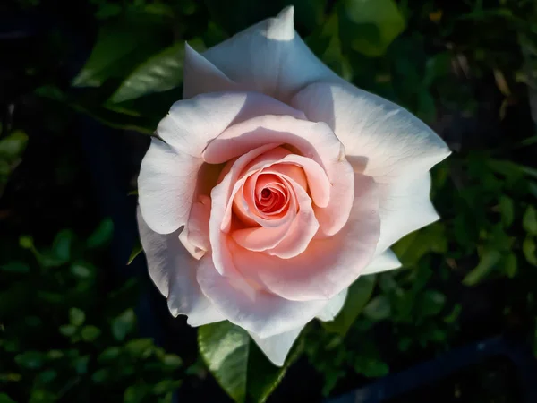 분홍색 장미의 위에서 정원에서 장미꽃 — 스톡 사진