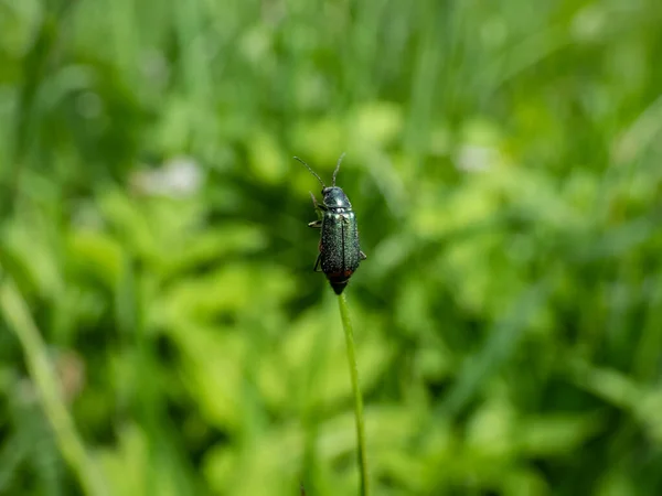 Coléoptère Ailes Molles Coléoptère Malachite Malachius Bipustulatus Corps Long Tête — Photo