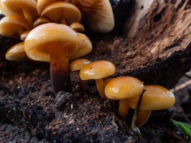 Sonbaharda ağaç kütüğü ve orman zemininde büyük bir kolonide yetişen yabani, turuncu mantarlar. Küçük mükemmel mantarların sonbahar manzarası.