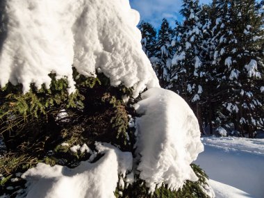 Parlak güneşli bir günde kar yağdıktan sonra, ağaçların ve çevrenin üzerindeki kalın kar tabakası ve arka planda mavi gökyüzü. Kış masalı. Büyük ağaçlara yoğun kar yağar.
