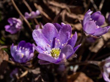 Amerikan Karaciğeri 'nin (Anemone hepatikası) güneş ışığında kahverengi kuru yapraklarla çekilmiş ilk yaban çiçeğinin yakın çekimi. Leylak ve mor çiçekler. Çiçek manzarası