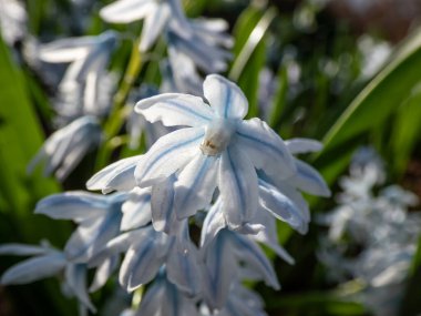 Çizgili Squill 'in Macro çekimi (Puschkinia scilloides) Açık mavi, çan şeklinde çiçekler, daha derin mavi çizgilerle vurgulanmış ilkbaharın başlarında çiçek açan ve kaya bahçesinde büyüyen