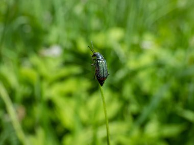 Yumuşak kanatlı çiçek böceği - uzun gövdeli malakit böceği (Malachius bipustulatus), baş ve pronotum kahverengimsi, elytrae sonundaki kırmızı noktayla parlayan metalik yeşildir.
