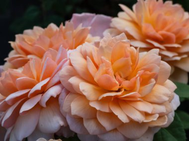 English Shrub Rose 'Grace (David Austin' den). Güzel, saf kayısı çiçekleri ortada daha koyu, kenarlara doğru soluk refleksli dış taç yaprakları ve sıcak çay kokusuyla.