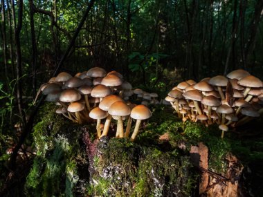 Büyük bir kolonide, ağaç kütüğünde ve orman zemininde, koyu yeşil ormanda, ıslak yosunlarda vahşi mantarlar yetişiyor. Gizemli manzaralı peri ormanı. Doğadaki ışık ve gölgeler