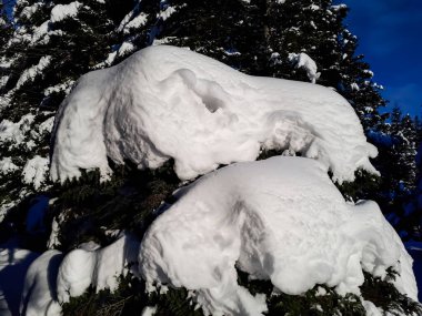 Parlak güneşli bir günde kar yağdıktan sonra, ağaçların ve çevrenin üzerindeki kalın kar tabakası ve arka planda mavi gökyüzü. Kış masalı. Büyük ağaçlara yoğun kar yağar.