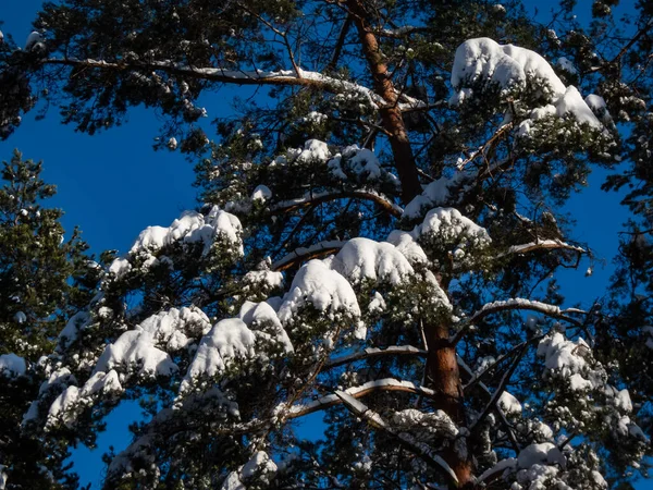 Dikke Laag Sneeuw Bomen Omgeving Winter Een Sneeuwval Een Heldere — Stockfoto