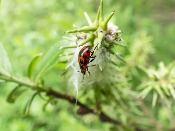 Macro Shot Scarabeo Dalle Spalle Larghe Gonioctena Viminalis Rosso Con — Foto Stock