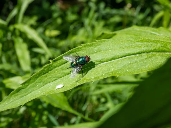 Yeşil bitki örtüsüyle çevrili yeşil bir yaprağın üzerinde oturan yeşil sinek (Lucilia Caesar), yetişkin yeşil şişenin yakın çekimini yapar.