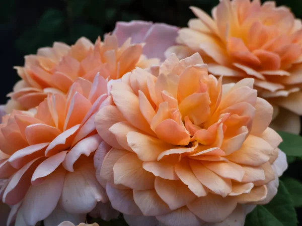 English Shrub Rose 'Grace (David Austin' den). Güzel, saf kayısı çiçekleri ortada daha koyu, kenarlara doğru soluk refleksli dış taç yaprakları ve sıcak çay kokusuyla.