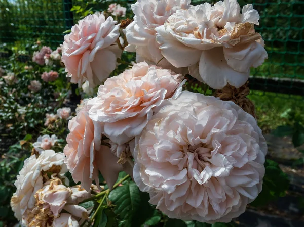 Close Shot Rose Rose Tolbiac Garden Scenery Very Erect Slowly — Stock Photo, Image