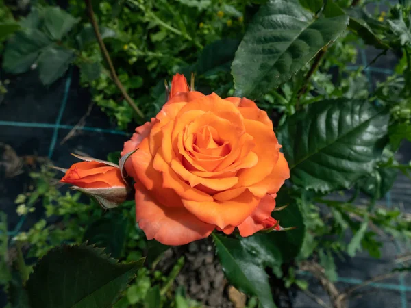 Primer Plano Naranja Brillante Spray Rosa Alegría Paisaje Jardín Verde —  Fotos de Stock