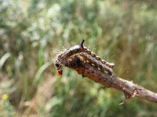 Gri hançerin tırtılının (Acronicta psi) açık havada, parlak güneş ışığında Macro çekimi. Larva oldukça kıllıdır, grimsidir, kenarlarında kırmızı lekeler vardır, kendine özgü bir boynuzu vardır.