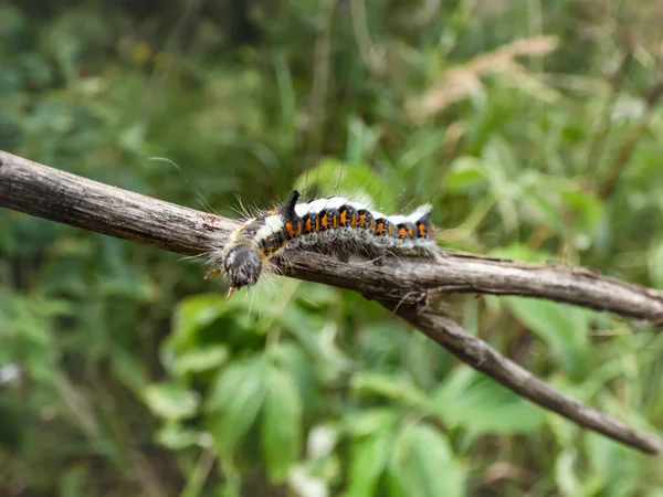 Macro Opname Van Rups Van Grijze Dolk Acronicta Psi Een — Stockfoto