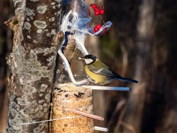 Great Tit Parus Major Visiting Bird Feeder Made Reused Plastic — Zdjęcie stockowe