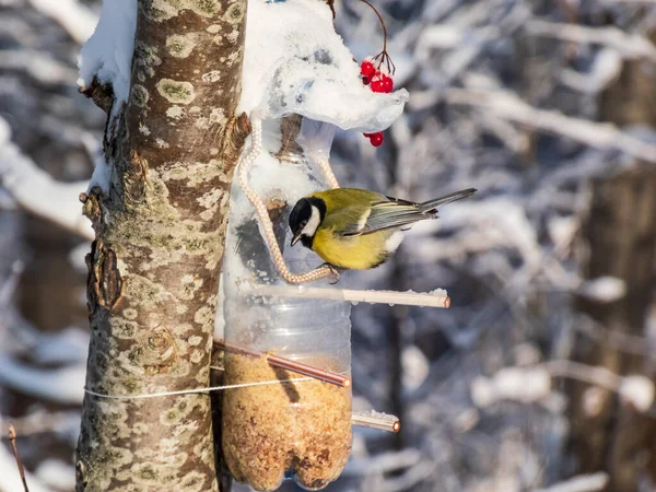 Close Great Tit Parus Major Visiting Bird Feeder Made Reused — 图库照片