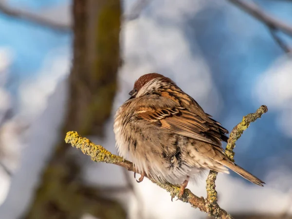 Detailní Záběr Načechraného Vrabce Euroasijského Passer Montanus Sedícího Chladném Zimním — Stock fotografie